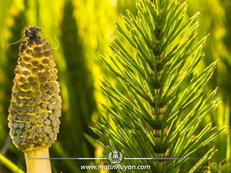 خواص و فواید روغن دم اسب